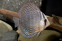 picture of Royal Blue Discus Reg                                                                                Symphysodon aequifasciatus haraldi