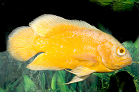 picture of Albino Red Oscar Med                                                                                 Astronotus ocellatus 'Albino Red'