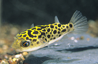 picture of Leopard Puffer Med                                                                                   Tetraodon nigroviridis