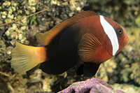 picture of Cinnamon Clownfish Lrg                                                                               Amphiprion melanopus