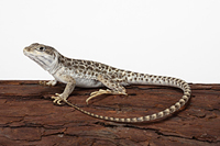 picture of Leopard Lizard Med                                                                                   Gambelia wislizenii