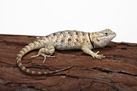 picture of Desert Spiny Lizard Med                                                                              Sceloporus magister