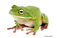 picture of White Lipped Tree Frog Med                                                                           Litoria infrafrenata