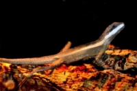 picture of Striped Tree  Dragon Med                                                                             Lophognathus temporalis