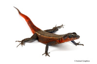 picture of Flat Rock Lizard Med                                                                                 Platysaurus intermedius