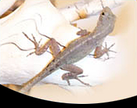 picture of Bahama Brown Anole Med                                                                               Anolis sagrei