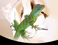 picture of Chinese Water Dragon Med                                                                             Physignathus cocincinus