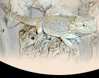 picture of Bearded Dragon Med                                                                                   Pogona vitticeps