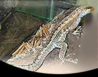 picture of Haitian Curly Tail Lizard Med                                                                        Leiocephalus schreibersi