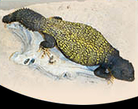 picture of Mali Uromastyx Lrg                                                                                   Uromastyx maliensis