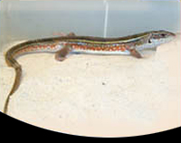 picture of Yellow Throat Plated Lizard Med                                                                      Gerrhosaurus flavigularis