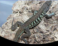 picture of Tiger Ameiva Med                                                                                     Ameiva undulata