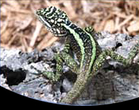 picture of Emerald Dragon Med                                                                                   Japalura splendida