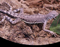 picture of Zebratail Lizard Med                                                                                 Callisaurus draconoides