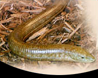 picture of Russian Legless Lizard Lrg                                                                           Ophisaurus apodus