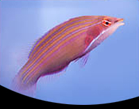 Twelve Line Wrasse